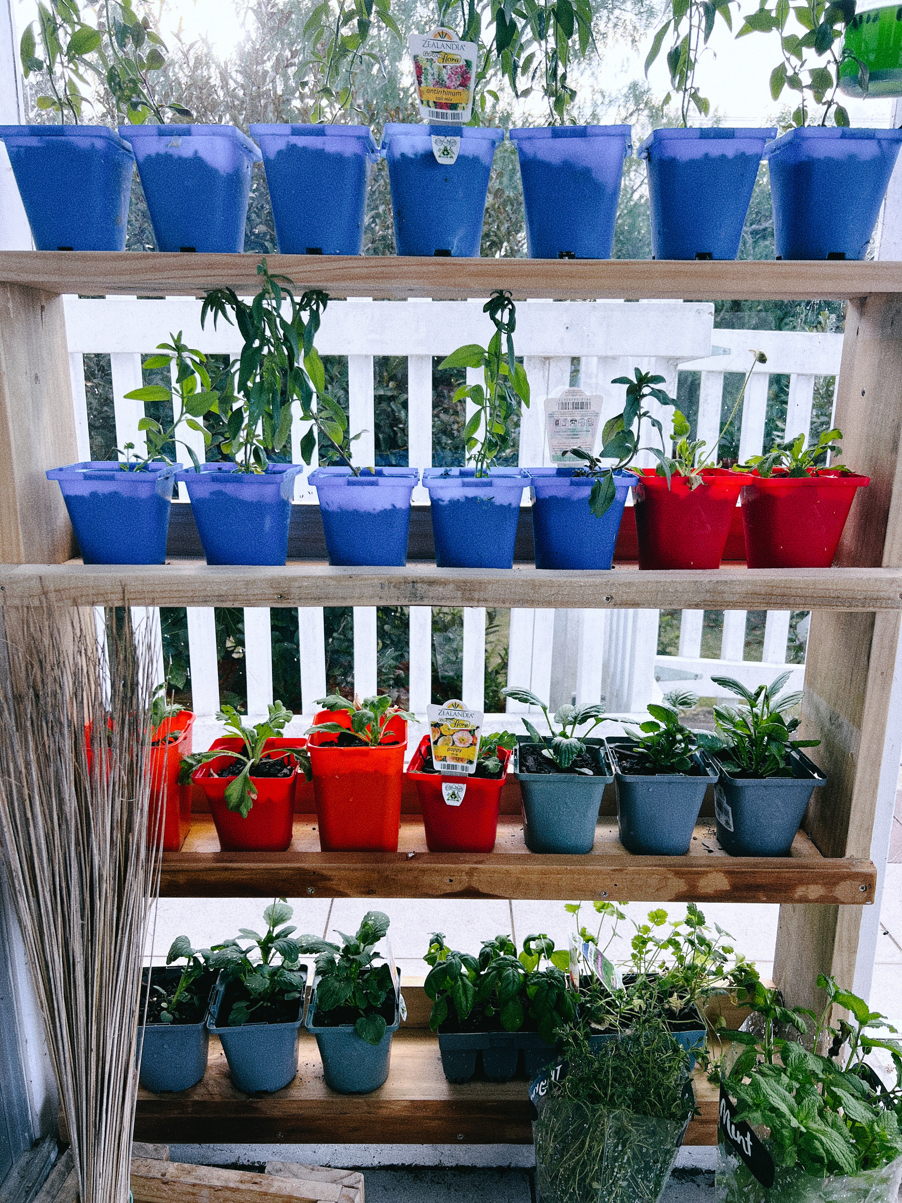 A shelving unit holds an assortment of blue, red, and gray pots with various plants, set in a bright environment.