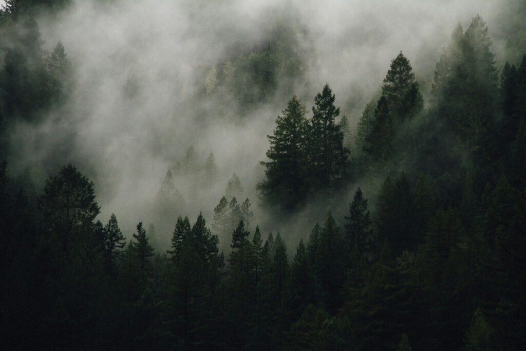green leafed pine trees
