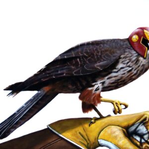 a picture of a falcon with captain falcon's helmet perched on the glove of captain falcon